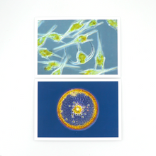 Load image into Gallery viewer, Set of Six Notecards